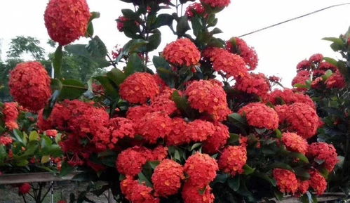 耐熱花卉龍船花養(yǎng)護大揭秘 科學(xué)方法與機械設(shè)備助力
